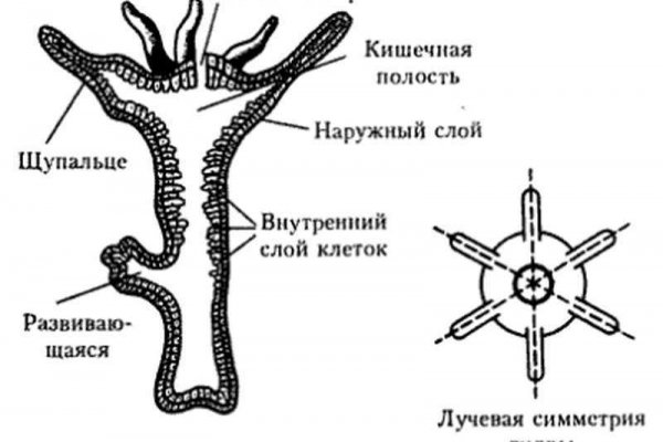 Кракен вход на сайт